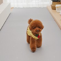 퍼핑 펫매트 복도형, 별이빛나는밤에