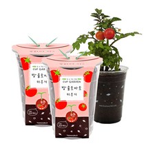 틔움세상 컵가든 방울토마토 키우기, 2개입