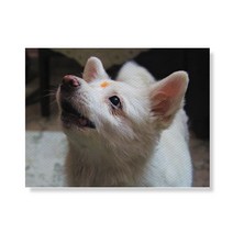 리틀하이커 Dog 캔버스액자 A3W36 96, 우드