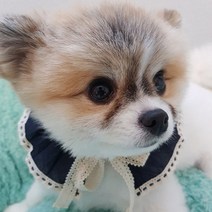 도그맘 캘리케이프 강아지 액세서리 S~M, 네이비, 1개