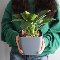 모리앤 물주는 시기를 알수있는 플랜트 눈금화분 사각, 그레이