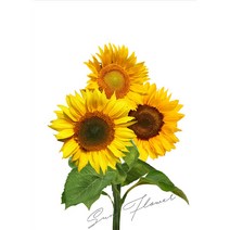 인픽쳐 풍수 해바라기 그림 세로형01