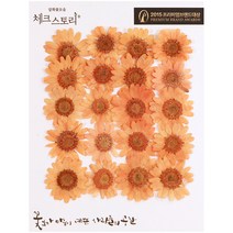 체크스토리 압화꽃송이 마가렛 B, 오렌지