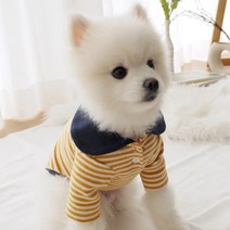 강아지 어반 카라 티셔츠, 옐로우