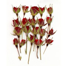 체크스토리 압화 장미 봉우리 소 20p, 자연