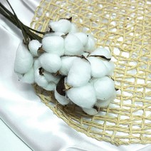 보존화 목화 10p, 화이트