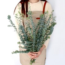 모리앤 생화 유칼립투스