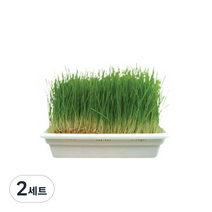 영수네 고양이 캣그라스 재배기 캣닢 + 귀리 + 밀 세트, 2세트, 보리씨앗 + 밀씨앗 + 귀리씨앗 혼합맛