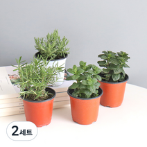 모리앤 생화 향기로운 허브 포트식물 잉글리쉬 라벤더 + 로즈마리 + 스피아민트 + 페퍼민트 세트, 혼합색상, 2세트
