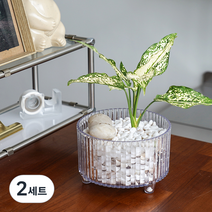 메이크정글 스노우사파이어 + DIY 수경재배 천연가습 테라리움 화분 1호, 혼합색상, 2세트