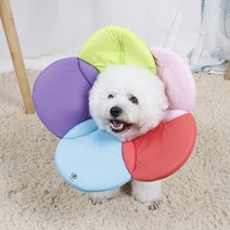 딩동펫 반려동물 벨크로 플라워 넥카라 무지개 XL, 1개