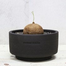 마마스스튜디오 플랫실린더팟 수제 토분, 무광블랙