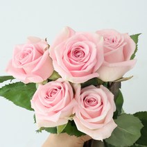 모리앤 장미 생화단 5대, 코튼캔디 핑크, 1개