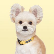마이플러피 강아지 베이직 칼라 목줄, 옐로우