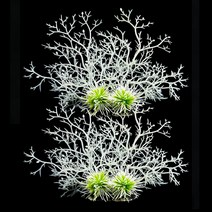 모비딕 인공수초장식 WHITE, 2개