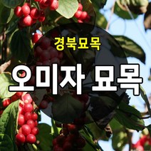[경북농원] 오미자묘목 1년생 5주묶음 (약용수)