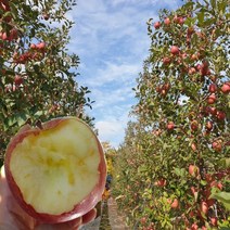 고당도 프리미엄 꿀사과 2kg 5kg 10kg, 1박스, 청송-5)가정용사과 5kg/소과