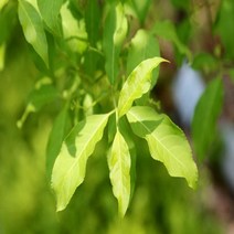 참빗살나무 묘목 실생1년생 뿌리 특묘 2개