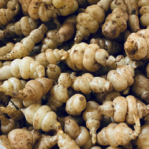 (J소망)골뱅이형초석잠모종(종자 종근) 100개