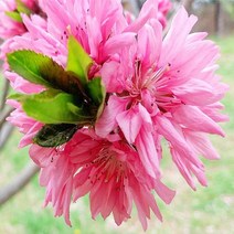 국화도/성목 R2~R3(개화주)/묘목/b0879, 주