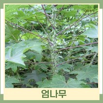 엄나무 묘목 음나무 실생2년생 뿌리묘 3개