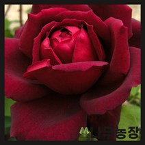 (나무농장) 유럽사계덩굴장미 흑장미 오클라호마 1m내외 포트