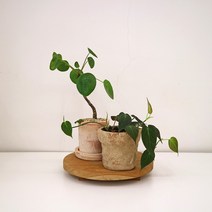 플렌테리어 공기정화식물 필레아페페 필로덴드론 미칸, 필레아페페(식재완료), B형토분+플라스틱화분받침