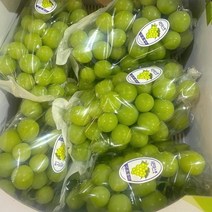 [오픈특가] 경북 김천 경산 상주 영양 고당도 샤인머스켓, 중과 2kg 4과, 1개