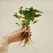 김숙현 농부의 자연산 유황 새싹삼 50뿌리 (소), 단품, 단품