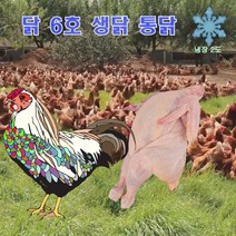 생닭 6호 통닭 삼계탕 백숙재료 06호 600g 10수