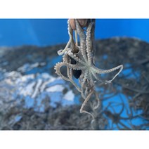 [낙지목포국산] 속초식품 속초 담은 저염 낙지젓, 1개, 500g