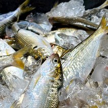 당일조업 제철 생물 활 전어 1kg 횟감 전어구이 세꼬시, 생물전어 1kg 12-17미내외, 1개