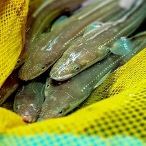 한창수산 100%자연산 바다장어 대 특대1kg(양념장 증정)/ 평일1시이전 주문시 당일발송, 1팩, 특대1kg(구이용 1~2미)