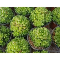 행복한꽃순이//옵튜사, 10개