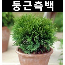 둥근측백(데니카) 4치포트 3개/나무 묘목/상록수/조경용