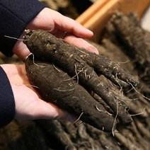 검은 산삼 제주 더덕 (상)1kg/2kg, (상)1kg