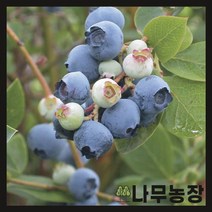 (나무농장) 블루베리나무 블루레이 7치 화분