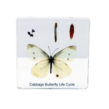 초등과학 성충 배추흰나비 한실이표본 소형 자연학습 교구 수업용 생태계 어린이집