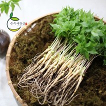 순수 새싹삼 미니 100 뿌리 150 뿌리 [미니 (15cm 내외) 1box 일반포장], 150뿌리, 일반포장