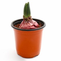 갑조네 꽃 생화 꽃화분 공기정화식물, 히아신스(랜덤), 1개