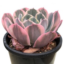 임브리가타금-에케베리아/글라우카/기바플로라/교배종