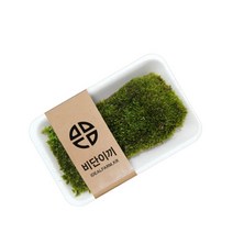 +[플렉스온]+비단이끼 관찰 자연과학 공기정화 음지식물 생이끼 일지 방학일기 일기[FLEXONmarket]+