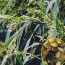 [LY] 의이인 율무 약용 차 종자 품종 식물 씨 씨앗 400g (LY 371033EA ), ＠릴리쿠팡▶ 본상품선택