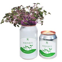 [아이엠캔] 새싹재배세트 케일 1ea 씨앗 새싹 채소 키우기 키트 텃밭 모종 홈가드닝 베란다 미니 텃밭 유치원 어린이집 홈재배 유치원교구 관찰학습, 아이엠캔 케일(소)