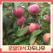 자두나무 묘목 로얄대석 접목1년생 뿌리묘 3개