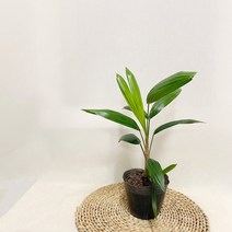 관음죽 포트