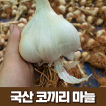 국산 코끼리마늘 3kg 5kg 10kg 국내산 23년 햇 마늘 식용 종자 웅녀마늘 국산 정읍 서산 해남 홍산 창녕 의성 담양 신안 대왕마늘, 1개, 10kg(중 사이즈)