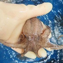 푸마담 급냉 알배기 쭈꾸미, 2kg, 1개