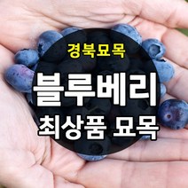 [경북농원] 블루베리 묘목 2~3년생 포트묘 판매중, 블루레이 삽목2년생