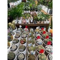 퀵 배송 강남 송파 서초 교대 성남 잠실 삼성 문정 판교 집들이화분문구 인사이동문구화분 관엽식물 탁상용관엽 사무실책상화분식물 탁상화분식물 공기정화식물 미니식물 미니관엽 인테리어식물, 중형